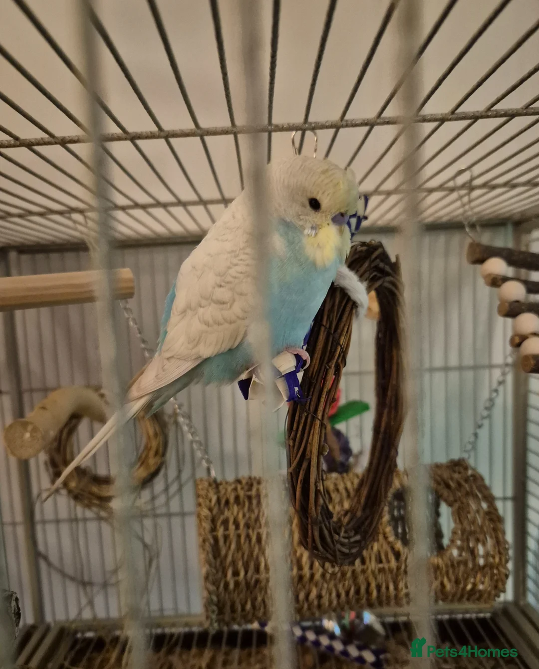 Budgerigars birds for sale: Young Male Budgie  - Advert 3