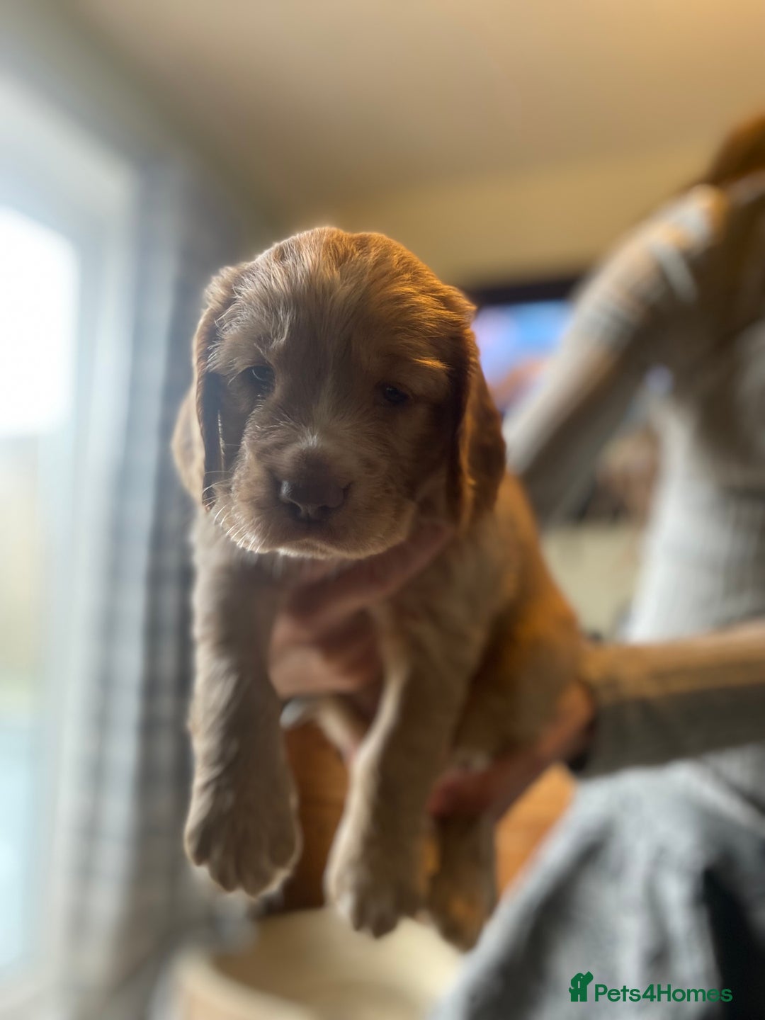 Cocker Spaniel dogs for sale: Working Cocker Spaniels - Advert 12