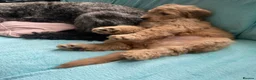 Double Doodle dogs for sale: Ultimate Double Doodles - lovely temperaments - Advert 7
