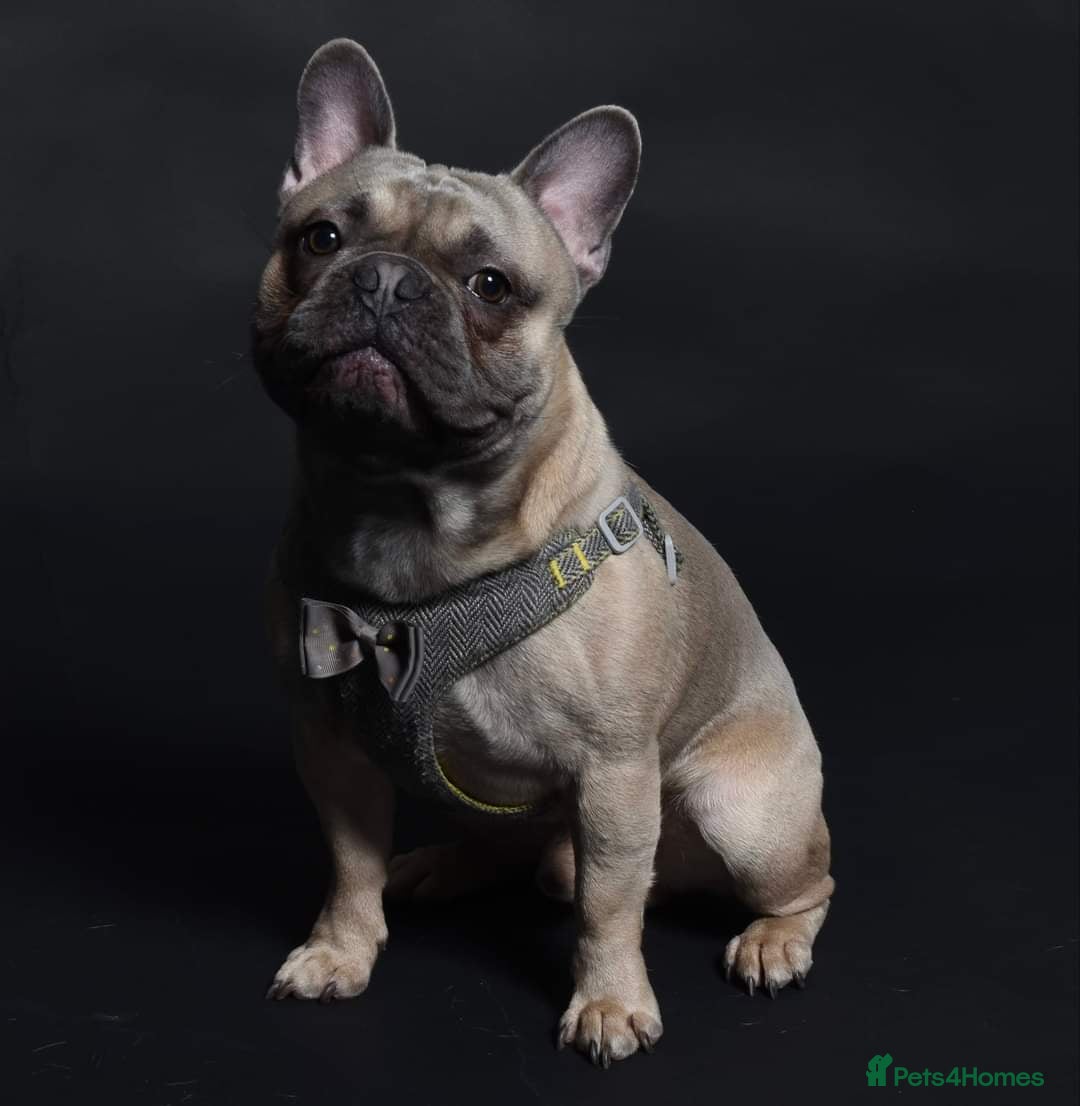 French Bulldog dogs Pedigree French Bulldog - for stud - Advert 10