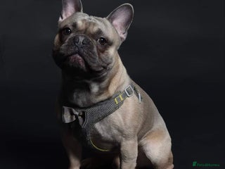 French Bulldog dogs Pedigree French Bulldog - for stud - Advert 10