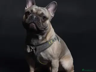 French Bulldog dogs Pedigree French Bulldog - for stud - Advert 5