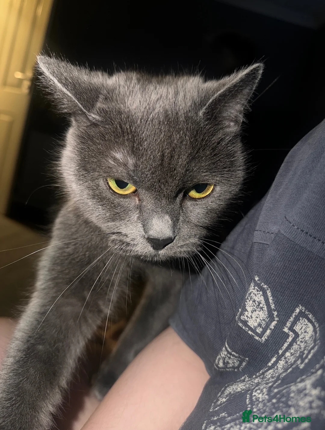 British Shorthair cats for sale: Beautiful Leia looking for her forever home!  - Advert 1