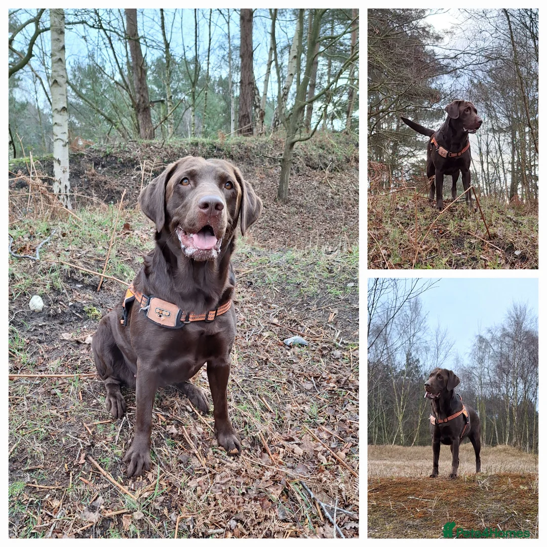 Labrador Retriever dogs for sale: Sold !!! - Advert 2