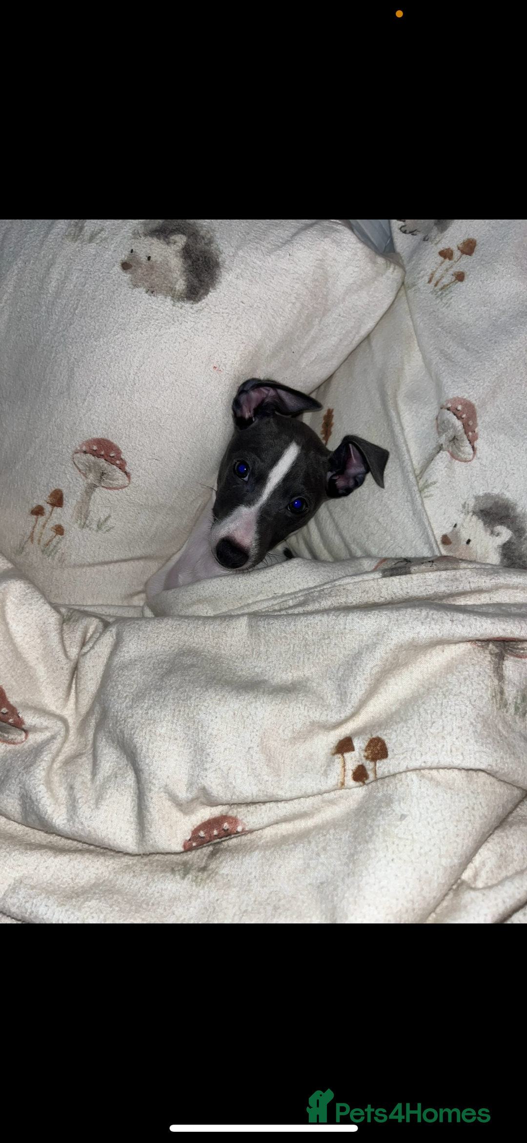 Italian Greyhound dogs for sale: Male Italian greyhound  - Image 8