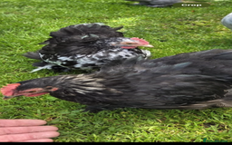 Chickens poultry for sale: Two Pekin Bantam cockerels - Image 1