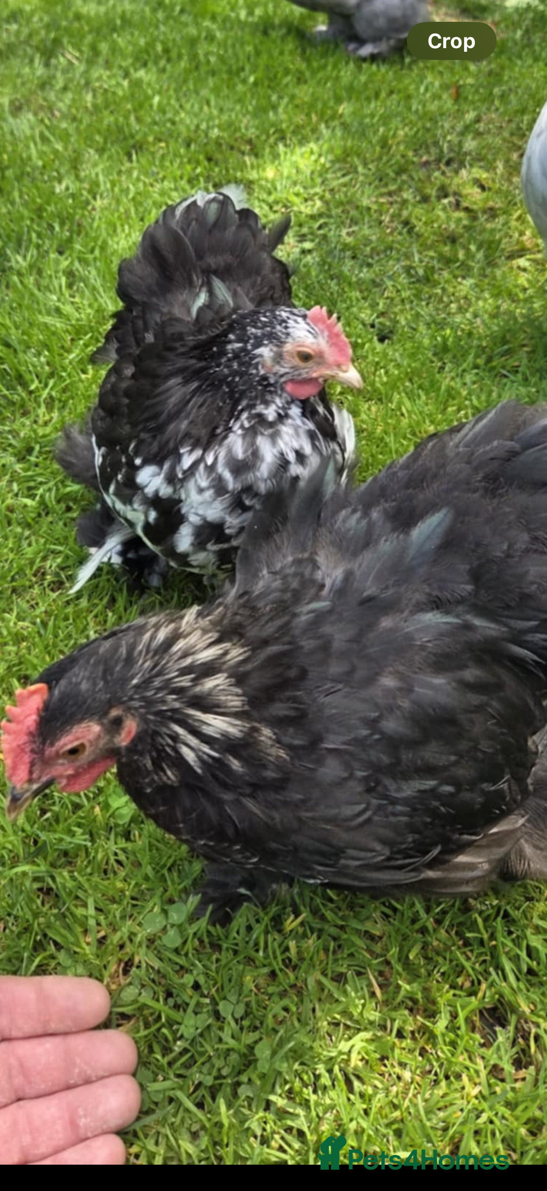 Chickens poultry for sale: Two Pekin Bantam cockerels - Image 1