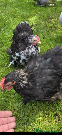 Chickens poultry - Advert 2