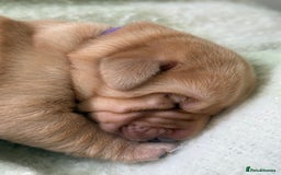 Labrador Retriever dogs for sale: Labrador pups service quality assured - Image 7
