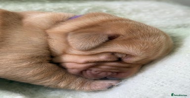 Labrador Retriever dogs - Advert 15
