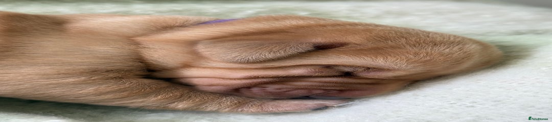 Labrador Retriever purple