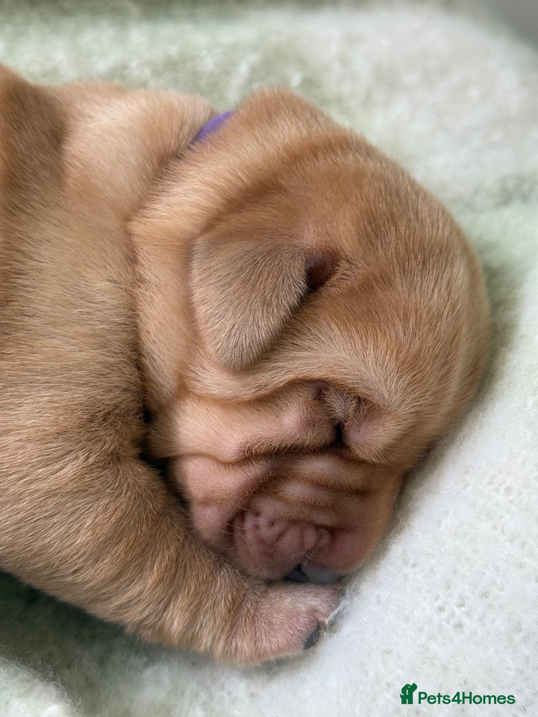 Labrador Retriever dogs for sale: Labrador pups service quality assured - Image 7