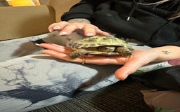 Hermann Tortoise reptiles for sale: Horsfeild tortoise  - Image 3