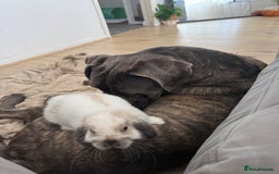 Cane Corso dogs for sale: Beautiful 2-Year-Old Cane Corso Loving & Trained - Image 4