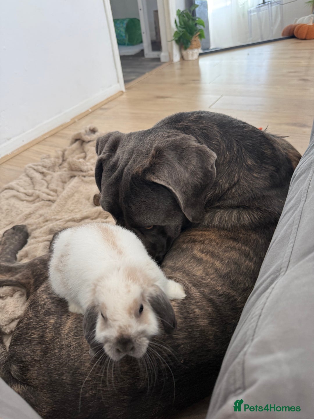 Cane Corso dogs for sale: Beautiful 2-Year-Old Cane Corso Loving & Trained - Image 4