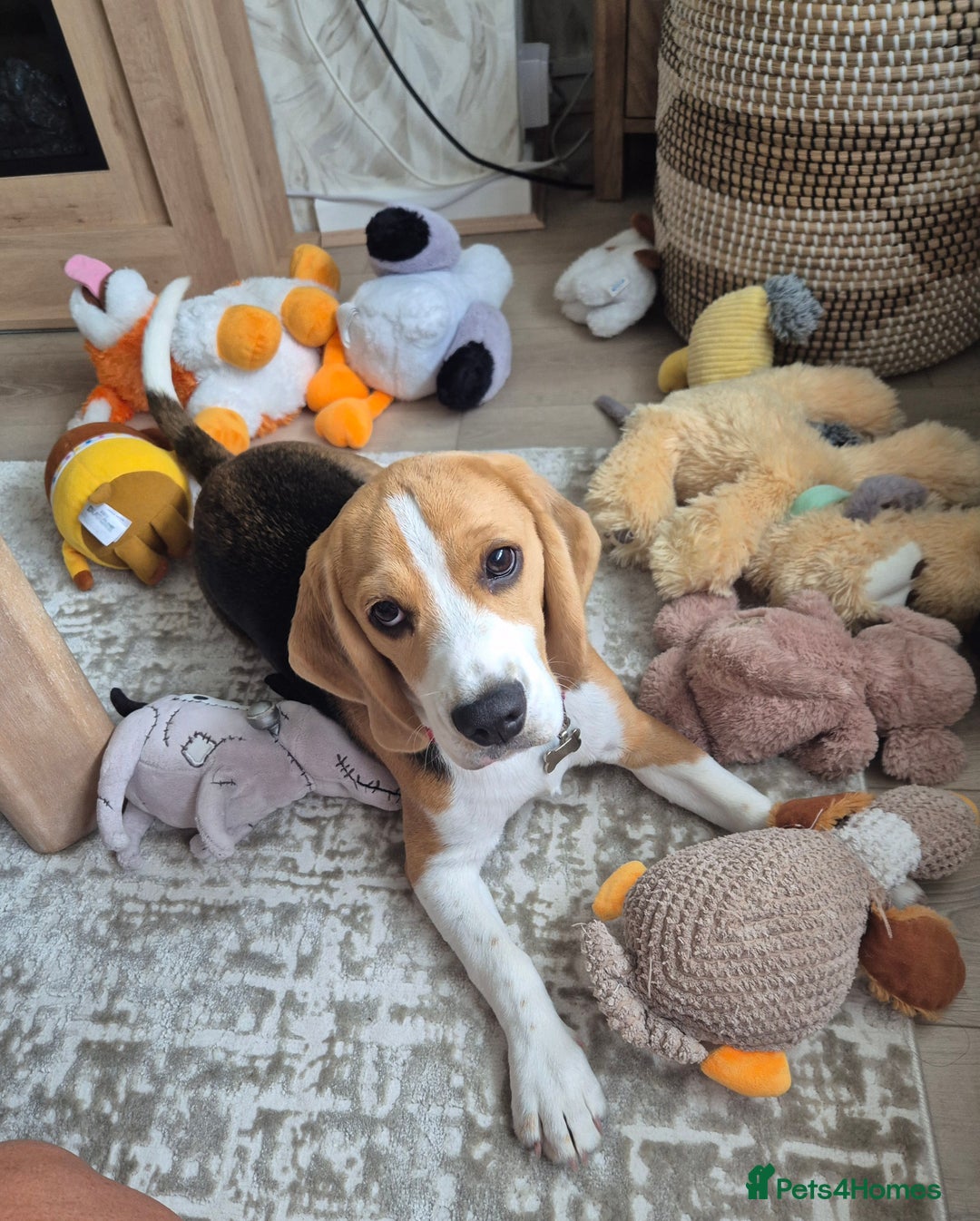 Beagle dogs for sale: Looking for a new loving family 10 mouths beagle  - Advert 11