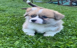 Welsh Corgi Pembroke dogs for sale: Champion Bloodline KC reg puppies - Image 11