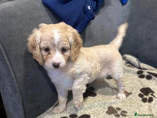 Cockapoo dogs - Advert 11