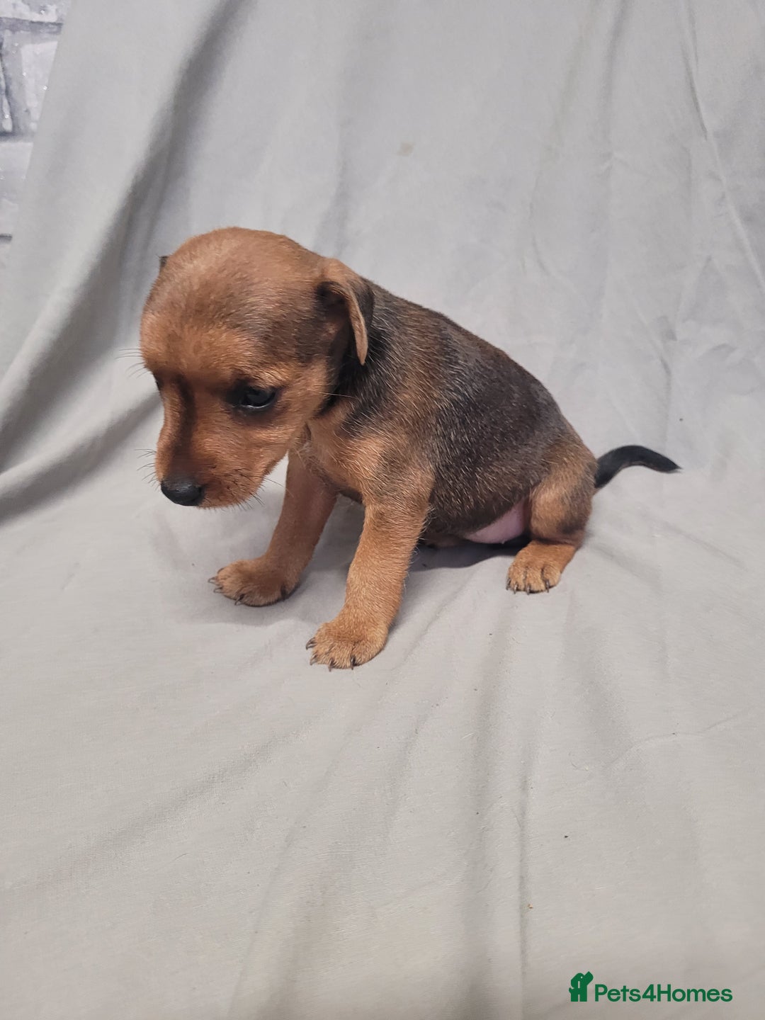 Patterdale Terrier dogs for sale: Patterdale pups - Image 6