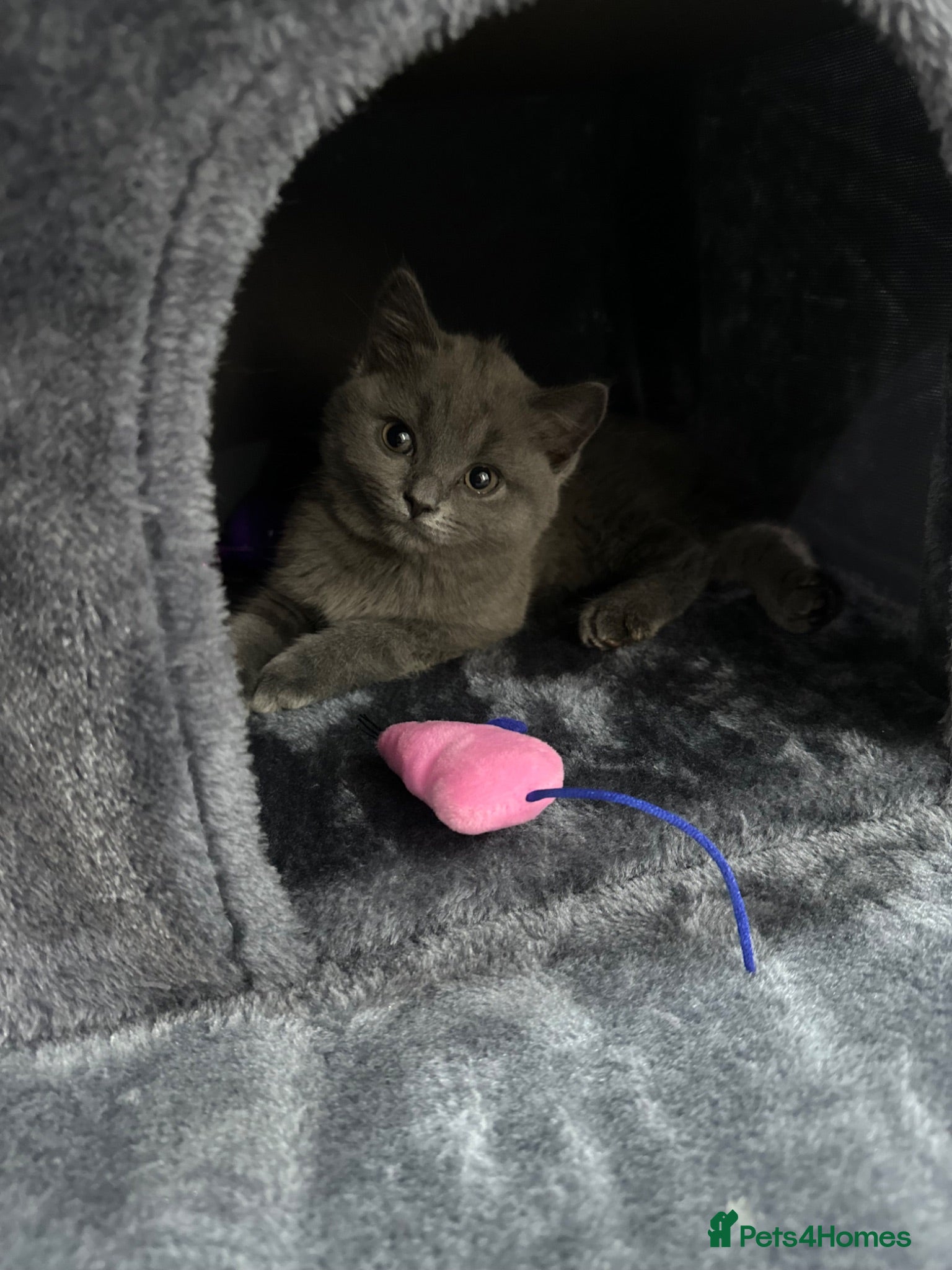 British Shorthair cats Pedigree British short hair (female)  - Advert 3