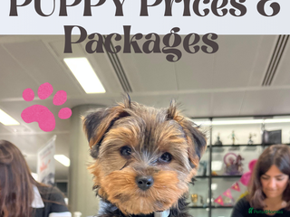 Yorkshire Terrier dogs - Advert 9