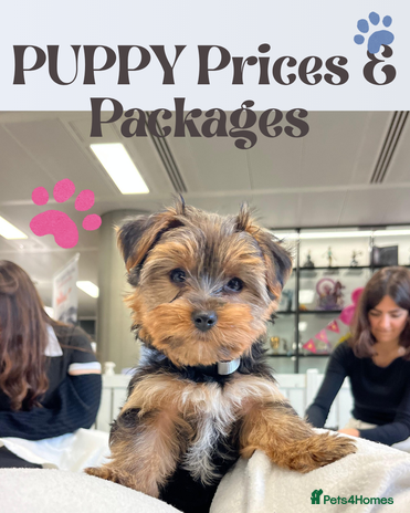 Yorkshire Terrier dogs - Advert 3
