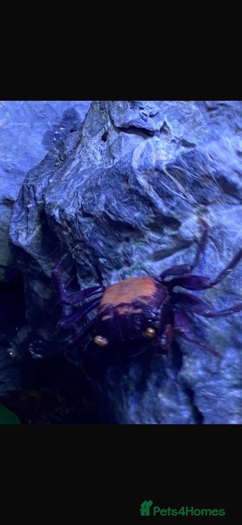 Crabs invertebrates Vampire Crabs x 5 plus setup - Advert 2