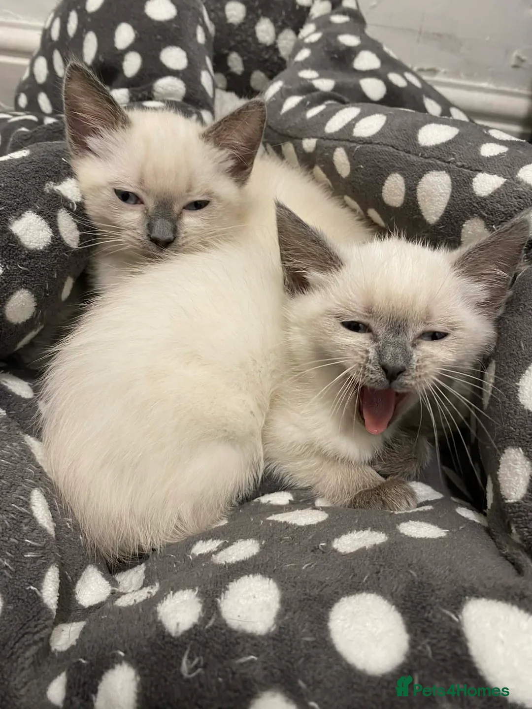 Ragdoll cats for sale: Ragdoll Kittens X British longhair - Advert 5