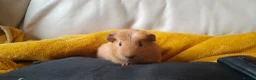 Guinea Pig rodents for sale: Guinea pigs  - Advert 7