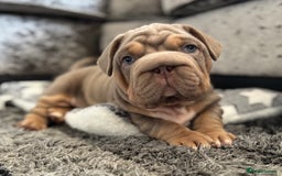Mixed Breed dogs for sale: Pocket bully x Big rope frenchie  - Image 6