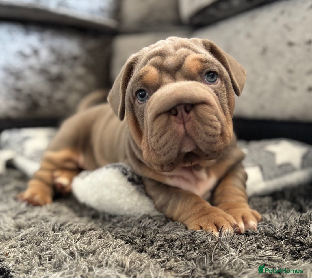 Mixed Breed dogs for sale: Pocket bully x Big rope frenchie  - Image 6
