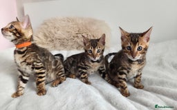 Bengal cats for sale: ✨ Bengal TICA Registered kittens Available ✨🐱 - Image 1