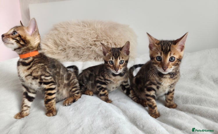 Bengal cats - Advert 7