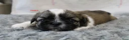 Shih Tzu dogs for sale: KC reg CUTE SHIH TZU BOY PUPPIES - Advert 10