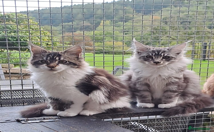 Maine Coon cats - Advert 1