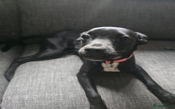 Mixed Breed dogs for sale: Girl puppy for sale - Image 3