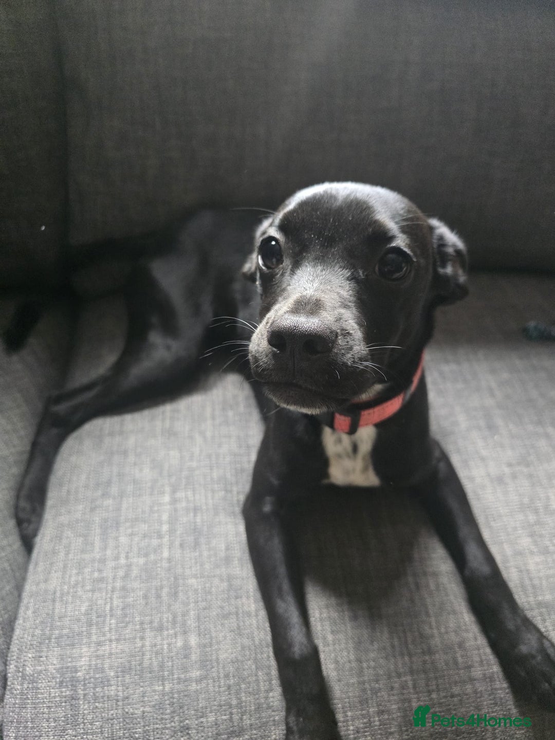 Mixed Breed dogs for sale: Girl puppy for sale - Image 3