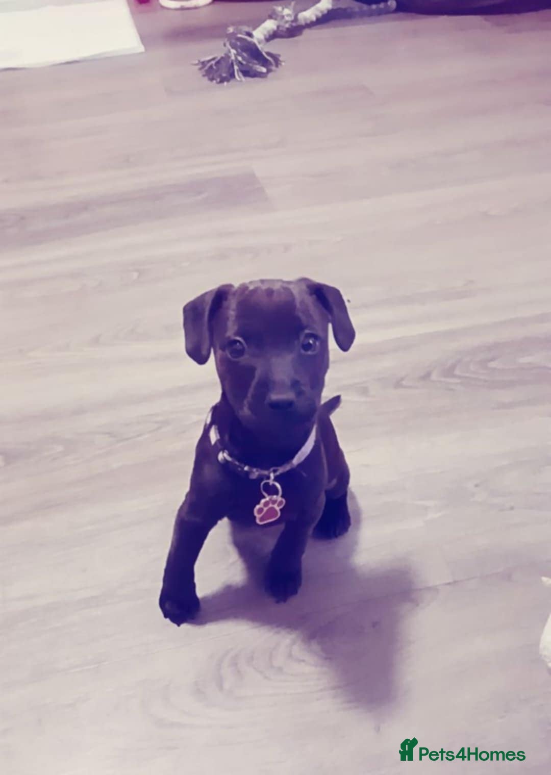 Patterdale Terrier dogs for sale: 1 year old Male Patterdale - Image 23
