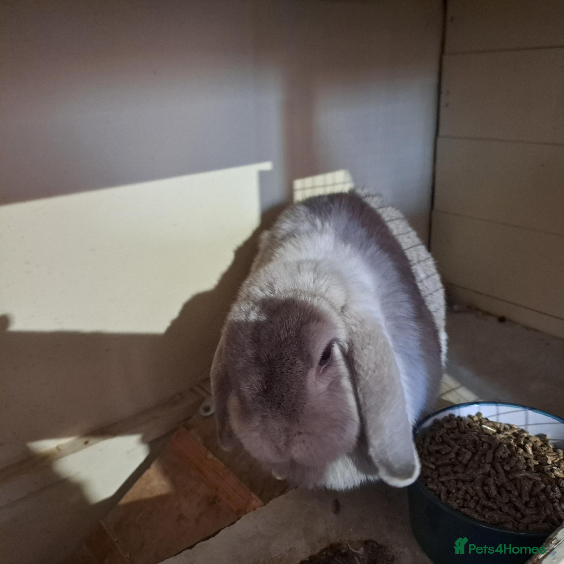 Mini Lop rabbits 🐰 Grey Mini Lop Looking for a Loving New Home 🐰 - Advert 1