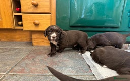 Sprocker dogs for sale: F1 Sprocker puppies liver and white  - Image 9