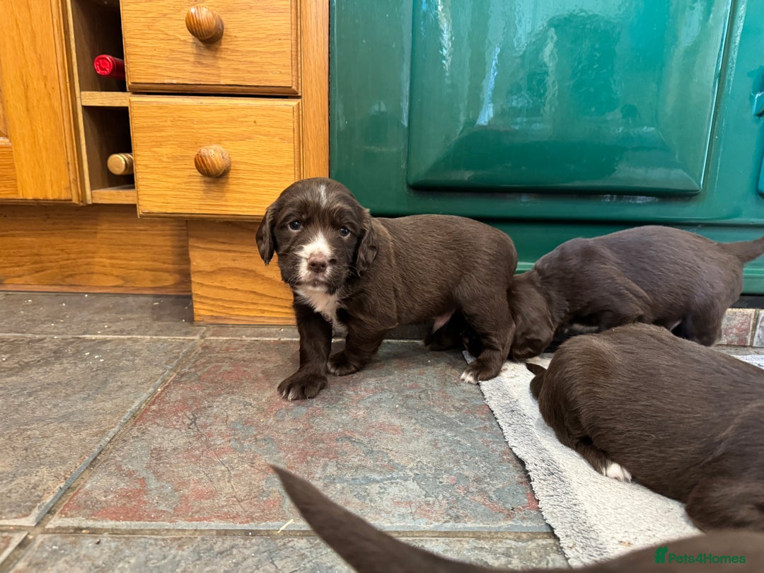 Sprocker dogs for sale: F1 Sprocker puppies liver and white  - Image 9