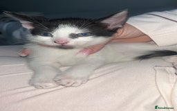 Brazilian Shorthair cats for sale: Beautiful kittens  - Image 5