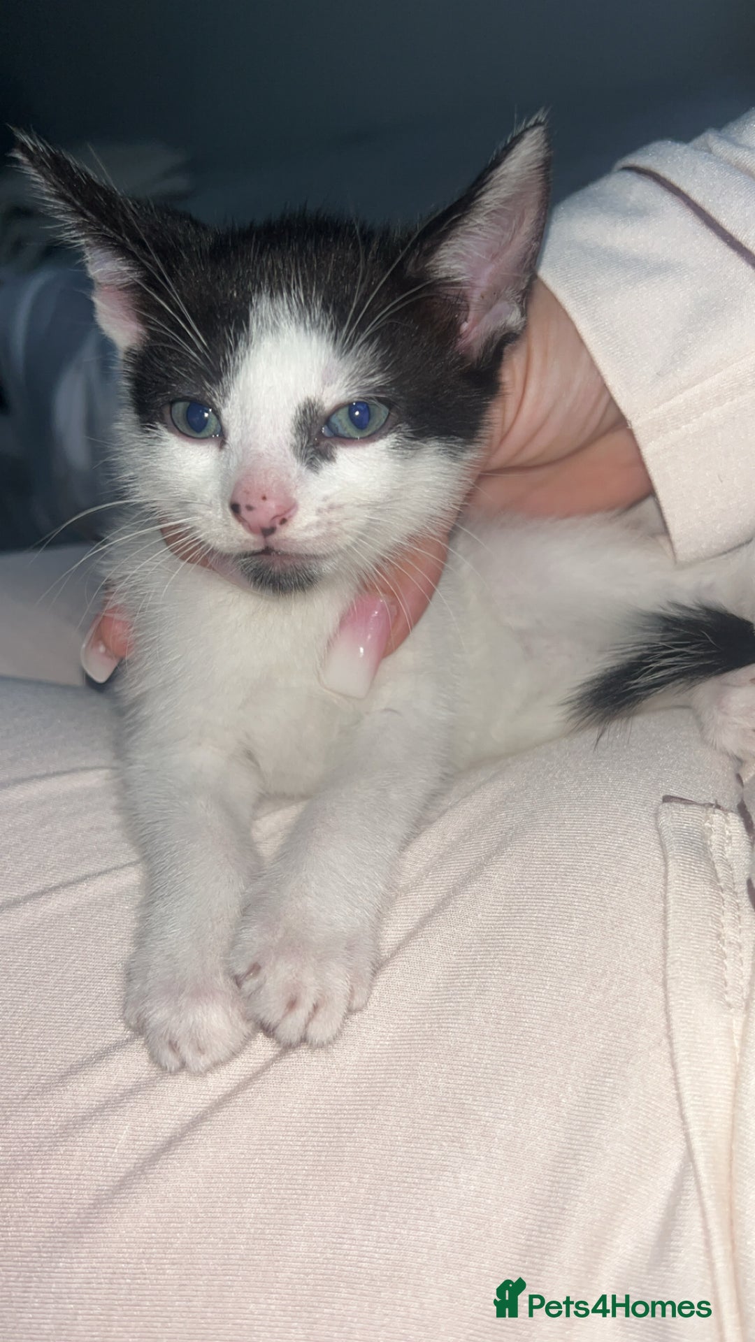 Brazilian Shorthair cats for sale: Beautiful kittens  - Image 5