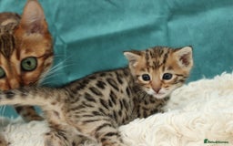 Bengal cats for sale: 🔥Beautiful little bengal girl for reservation🔥 - Image 1