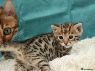 Bengal cats - Advert 2