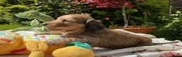 Miniature Dachshund dogs for sale: GORGEOUS KC reg PRA CLEAR MINI DACHSHUND PUPPIES in Swansea - Advert 20