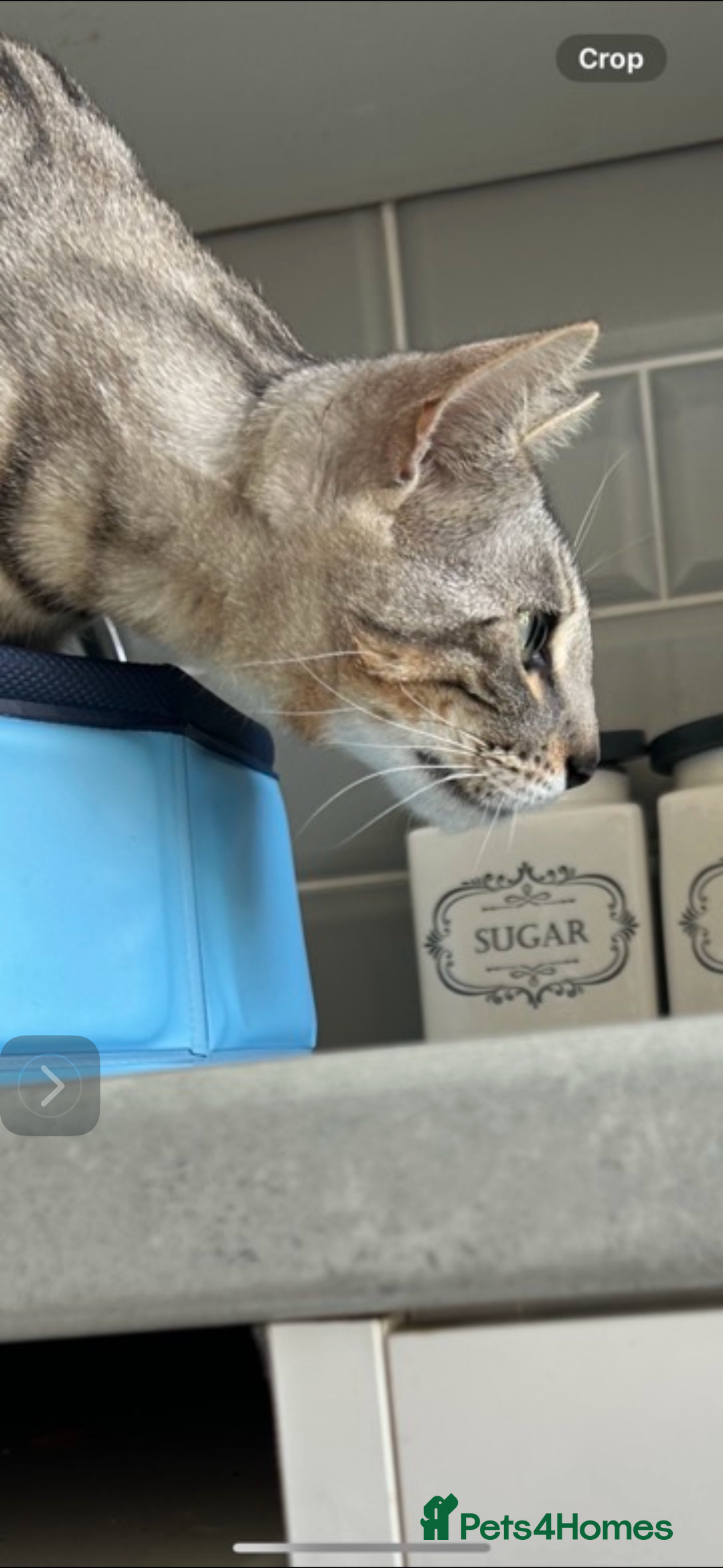 Bengal cats for sale: 🩶 BENGAL 🔥 KITTENS 🤍 TICA REGISTERED  - Advert 11