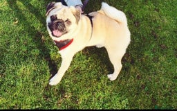 Pug dogs for sale: energetic Pug - Image 2