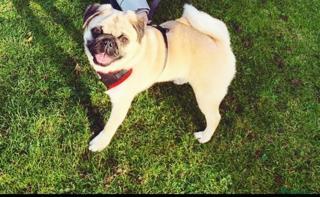 Pug dogs for sale: energetic Pug - Image 2