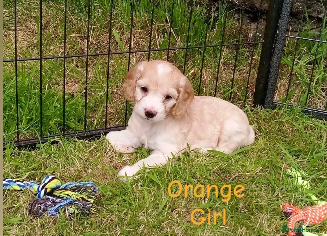 Cockapoo dogs for sale: ⭐️VERY RARE TOY Cockapoo Puppies⭐️🐶 - Image 8